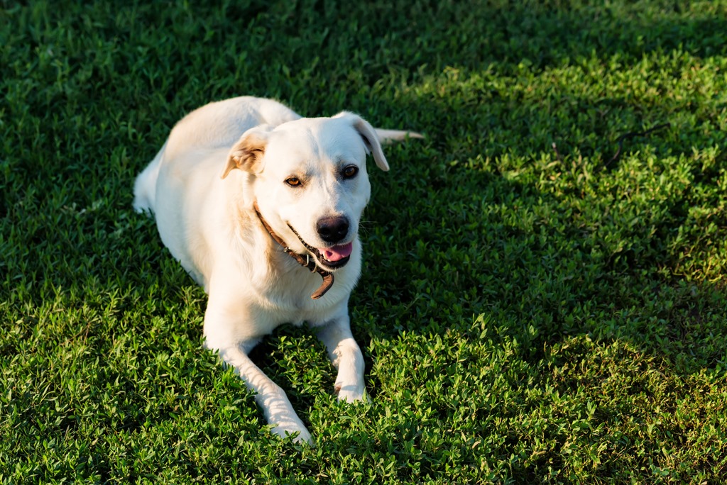 7 Most Common Dog Breeds For Households | Happy Puppy Tips