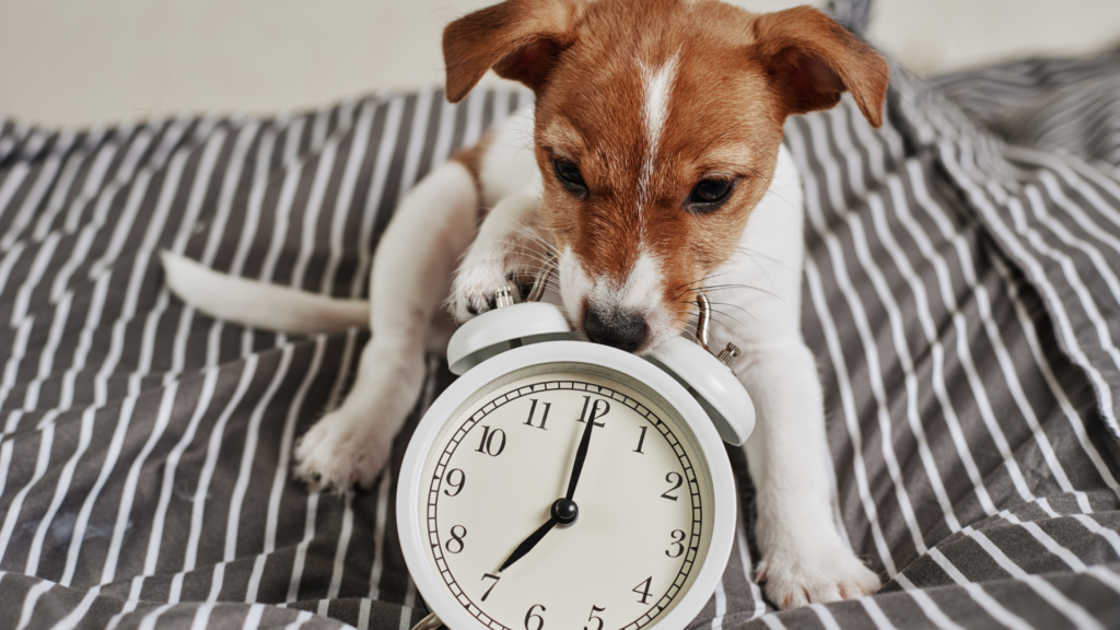 Dog and alarm clock