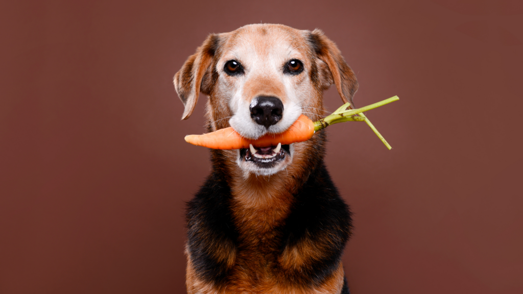 Dog and Carrot