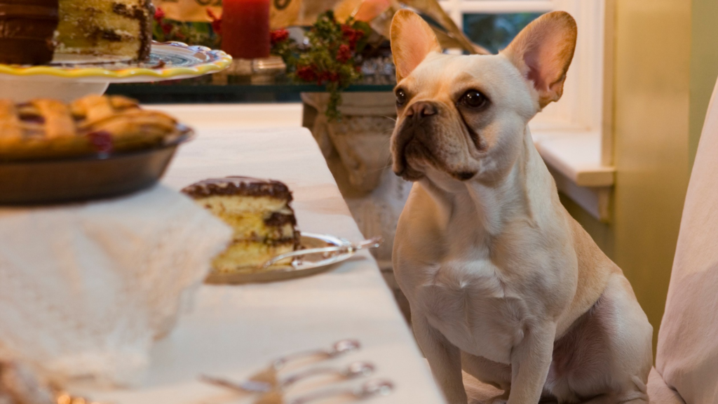 Dog at dessert table