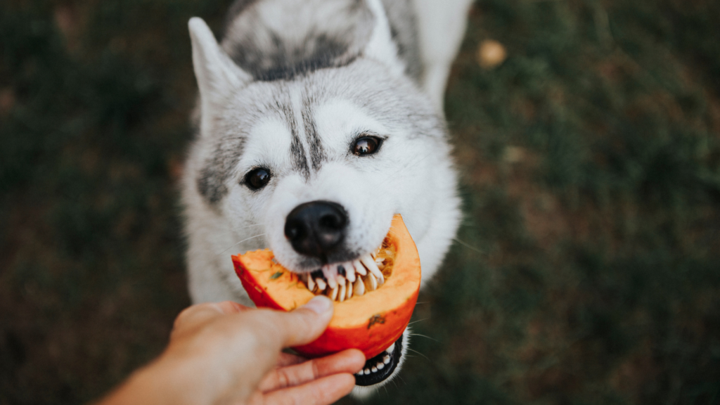 Dog eating pumpkin