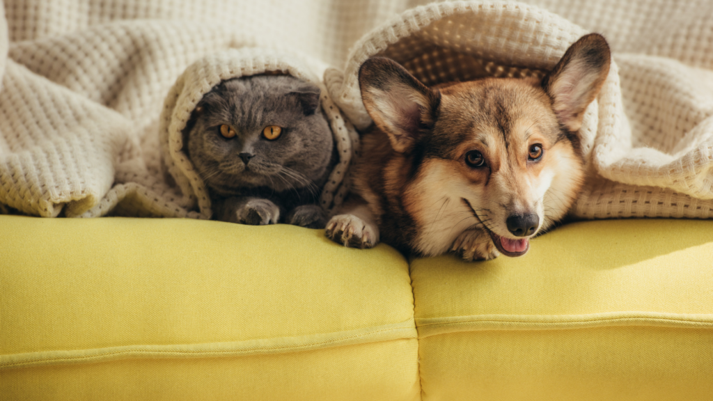 Cat and dog together on couch