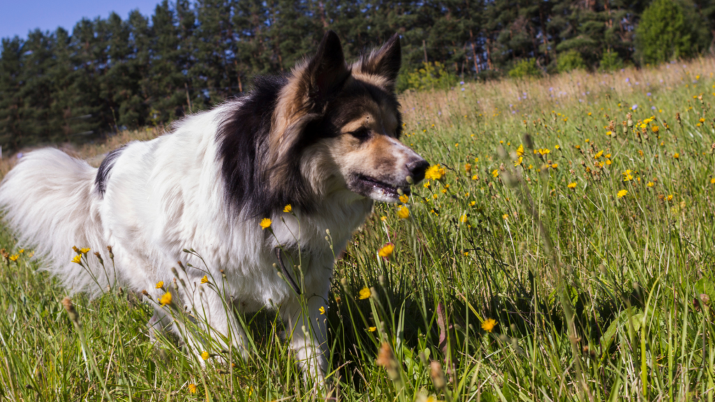 Dog smelling flowers