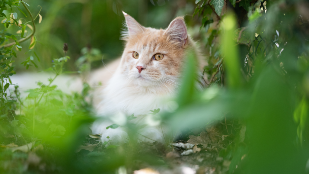 Caring for Your Outdoor Cat