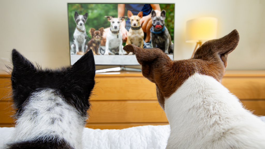 Dogs Watching TV