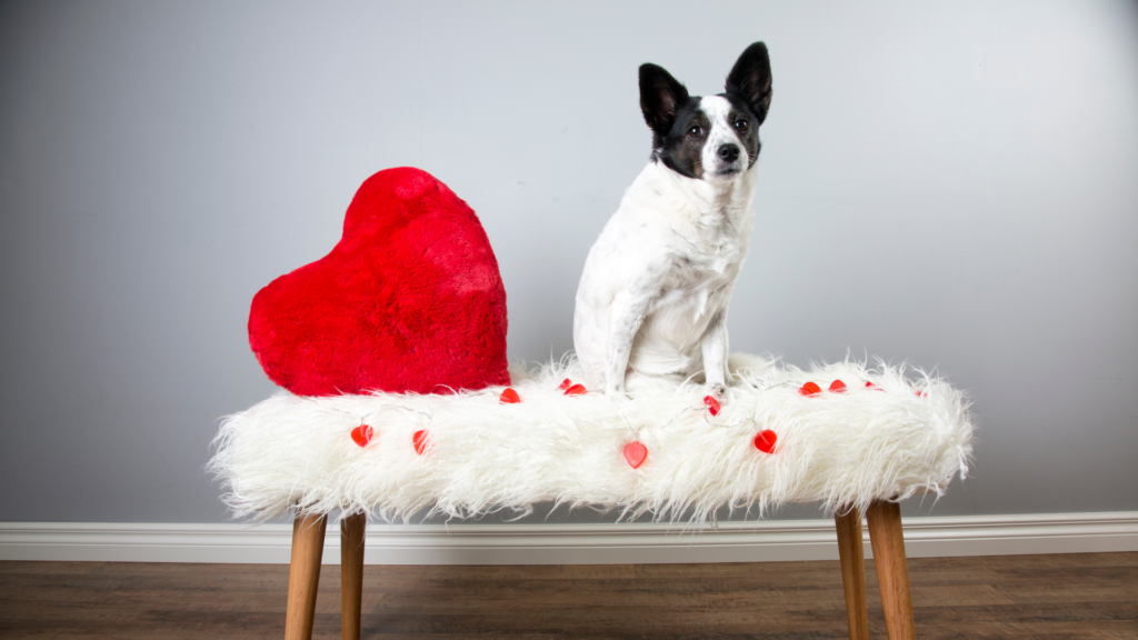 Dog Valentines Day