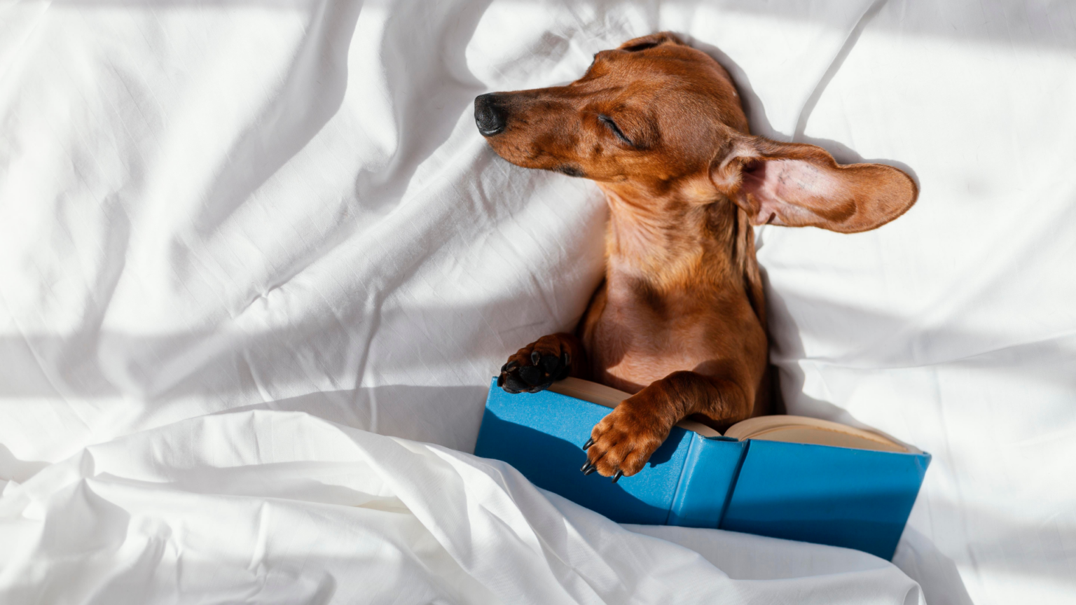 What To Do If Your Dog Won't Sleep Through The Night | Happy Puppy Tips