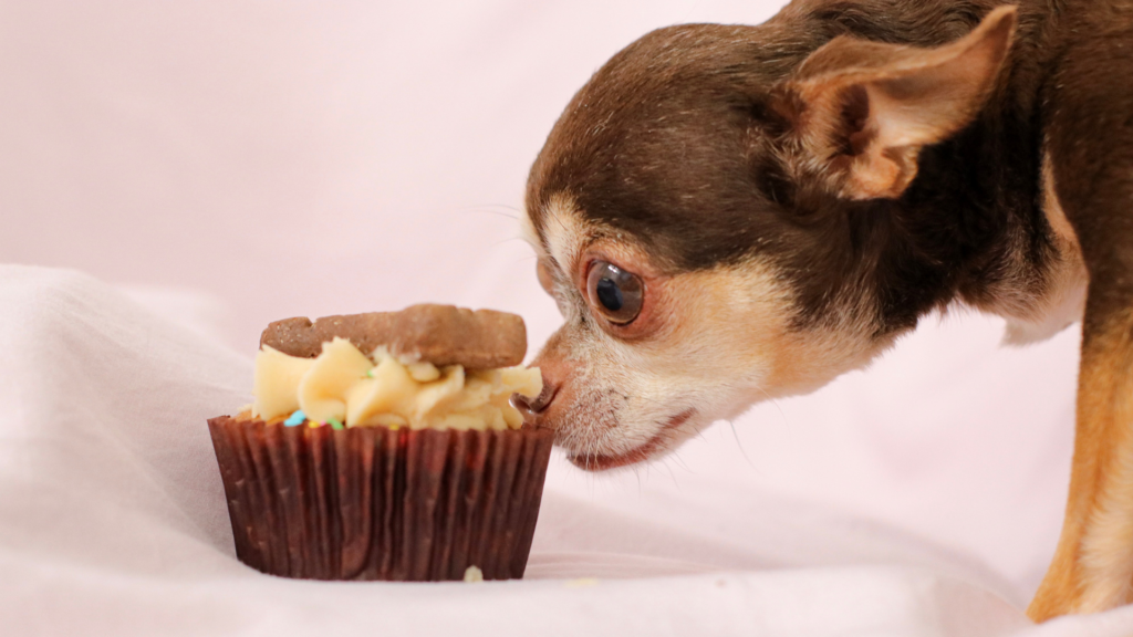 can your dog have a sweet tooth?
