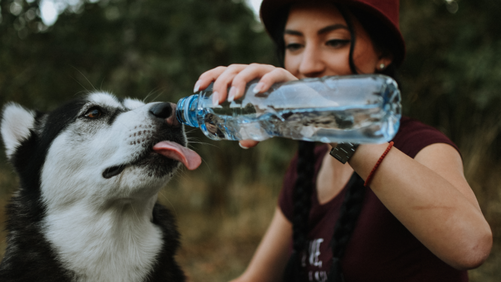 Dog Dehydration