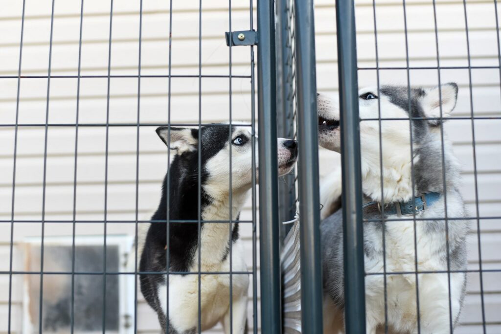 do dog shelters accept open food
