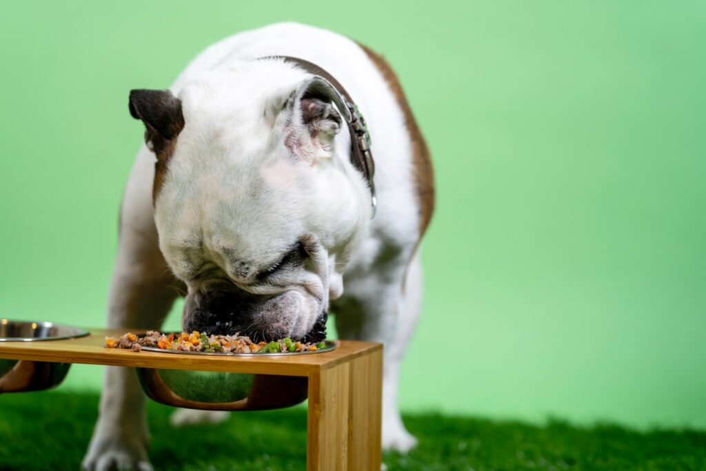 Can Dog Food Cause Seizures