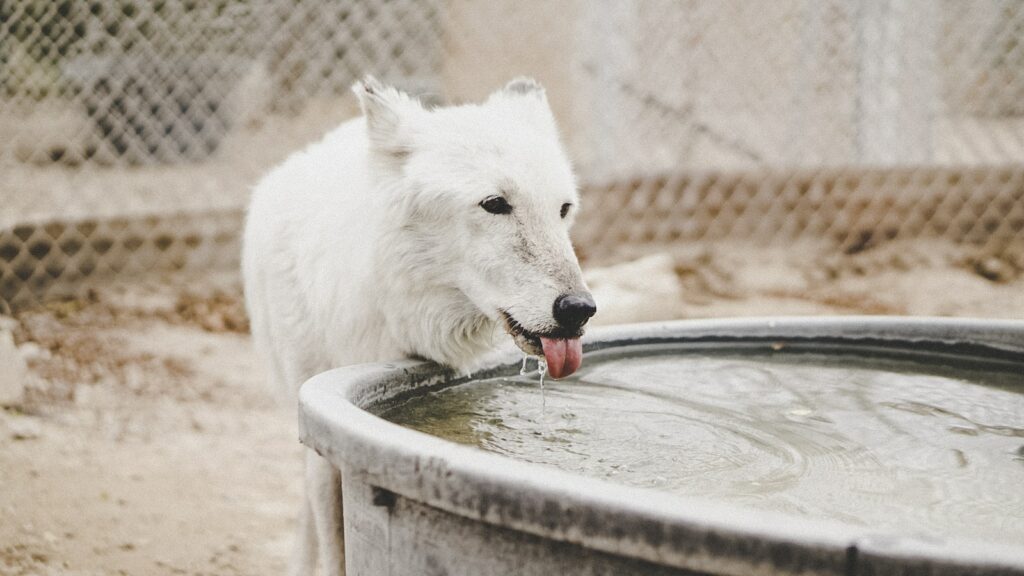 Can A Dog Drink Too Much Water