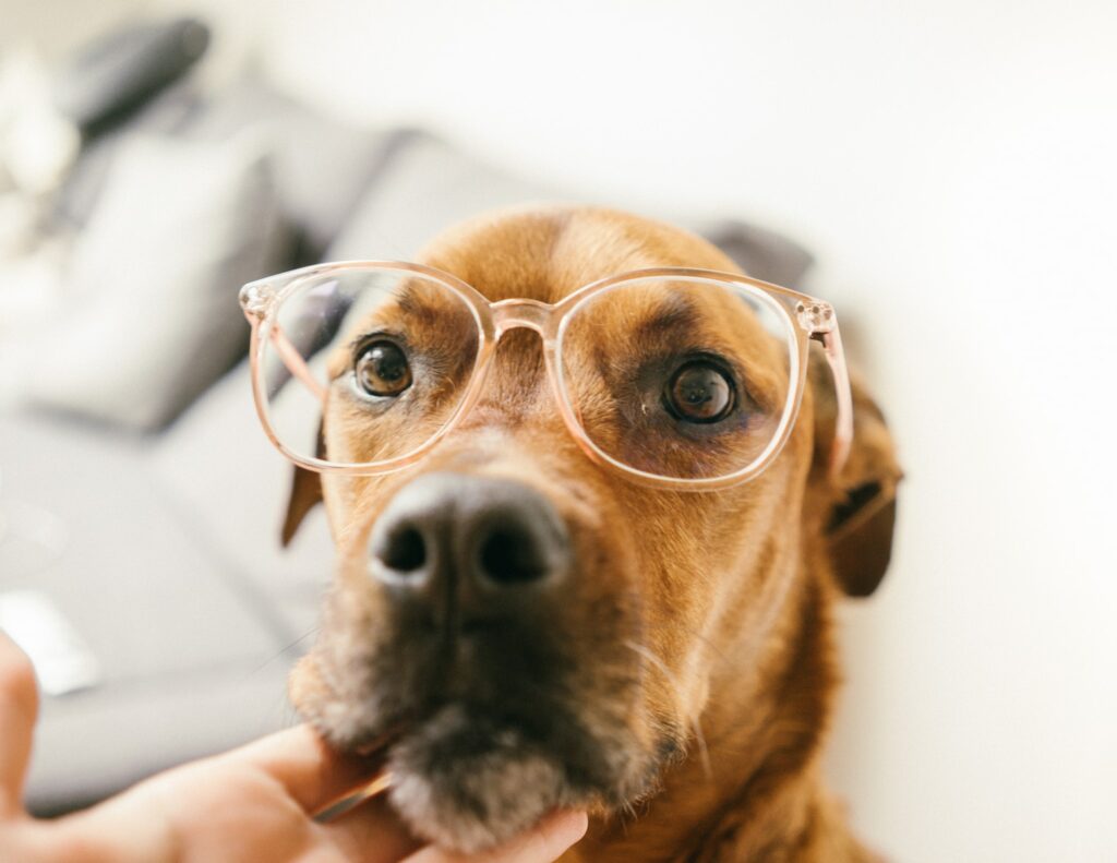 Can Dogs Wear Glasses