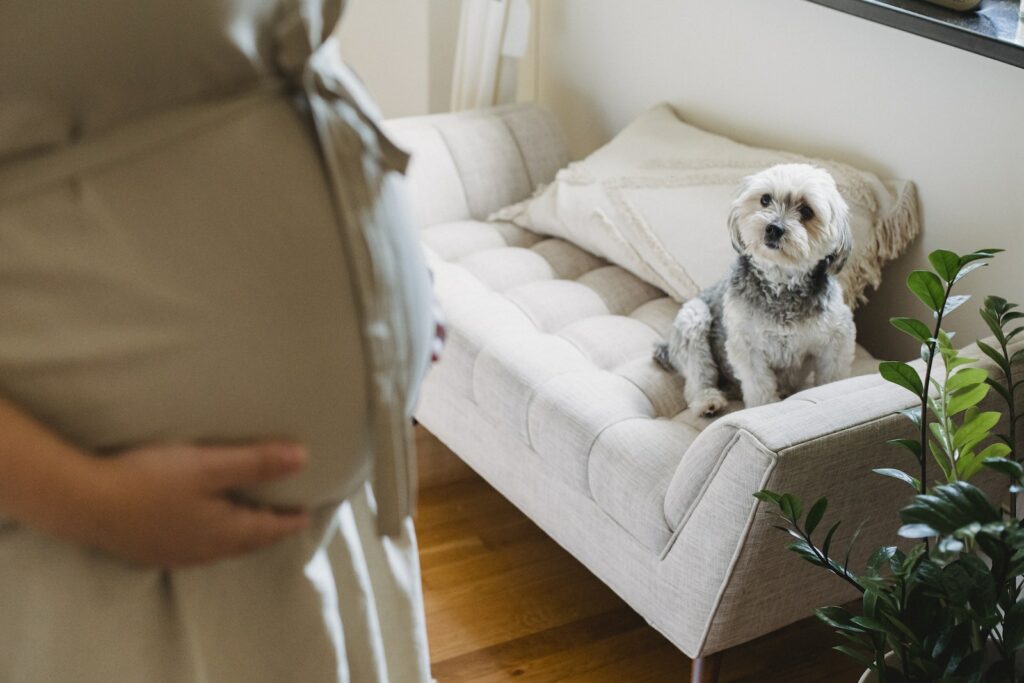 Can Dogs Sense Pregnancy