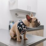 How Much Do Dog Vaccines Cost