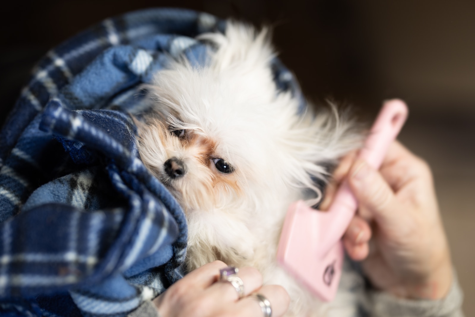 Puppy Grooming Basics How To Groom Your Puppy